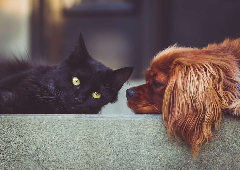 black cat and brown puppy laying next to each other